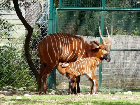 Le zoo de Lunaret Montpellier