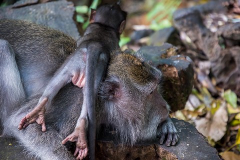 Une mère et son petit Sacred Monkey Forrest Ubud Bali Indonésie