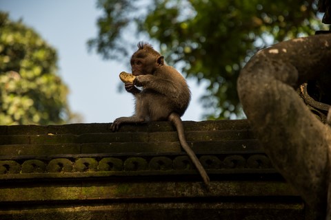 Sacred Monkey forest Ubud Bali Indonésie