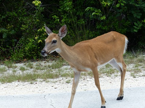 Big Pine key National key deer refuge Floride Etats-Unis