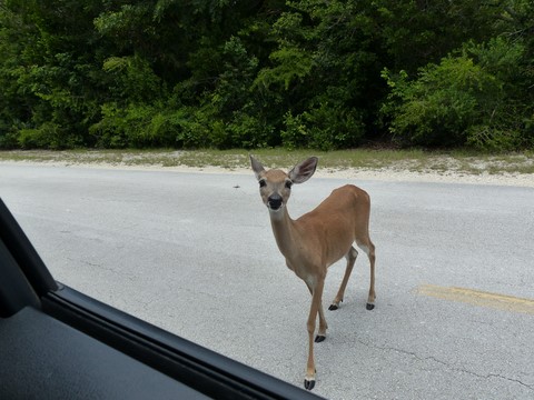 Key Deer à Big Pine Key