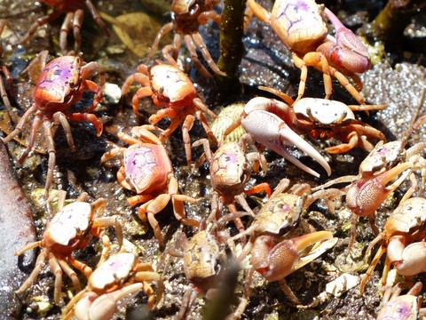 Crabes à Sanibel