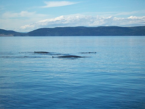 Baleines Tadoussac Canada