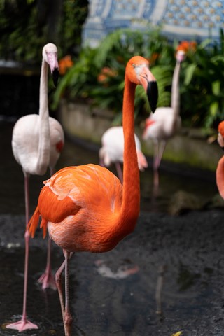 Jardin tropical Flamants roses Funchal Madère