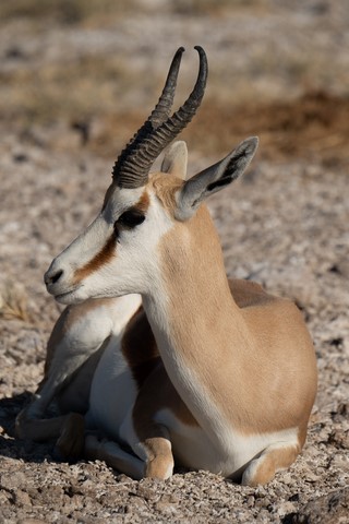 Springbok Namutoni Etosha Namibie