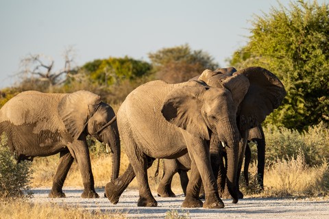 Elephants Namutoni Etosha Namibie