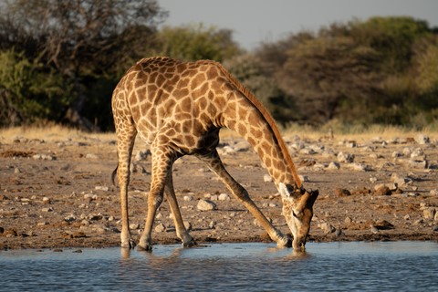 Girafe qui boit Namutoni Etosha Namibie