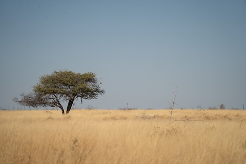 Arbre Etosha Namibie