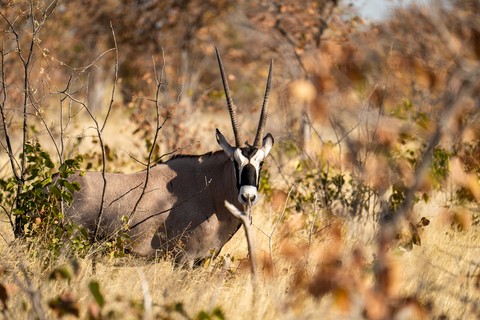 Oryx Halali Etosha Namibie