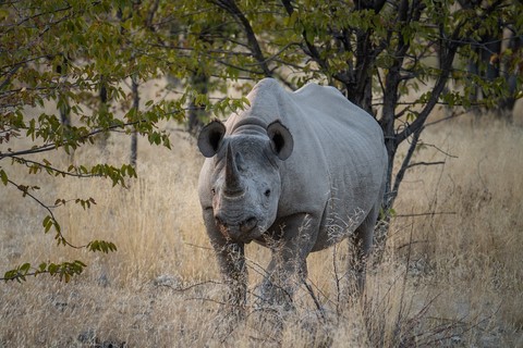 Rhinocéros noir Okaukuejo Etosha Namibie