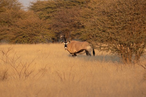 Oryx Olifantrus Camp Etosha Namibie