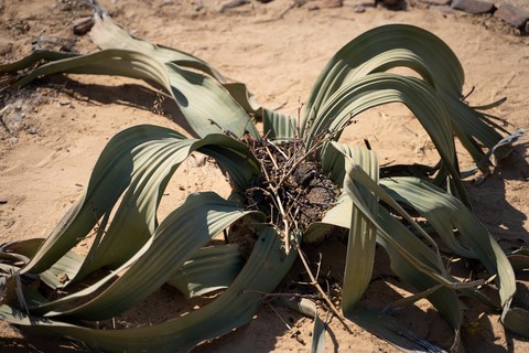 Welwitschia Namibie