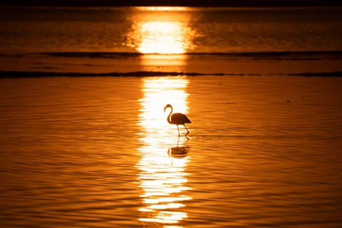 Flamingo Lagoon Walvis Bay Namibie