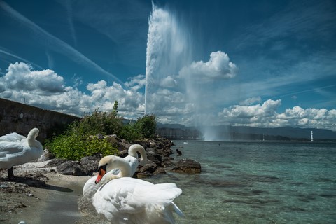 Lac Léman et grand jet d'eau Genève Suisse