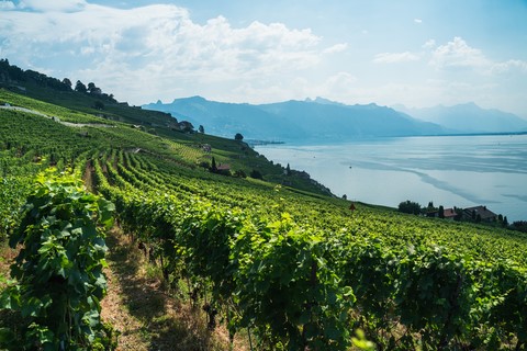 Les vignes Vignobles de Lavaux Chexbres Lac léman Montreux Suisse