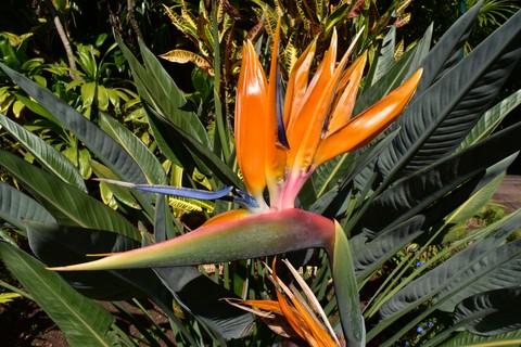 Fleur bec de perroquet du conservatoire botanique national de mascarin Saint-Leu La Réunion