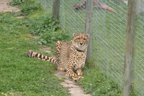 Cheetah outreach Somerset West