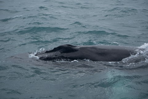 Baleine Húsavík Islande Iceland