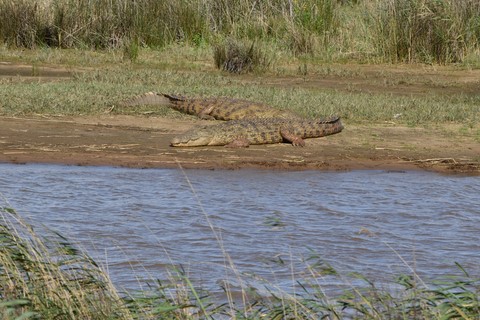 Crocodiles Estuary boardwalk Saint Lucia
