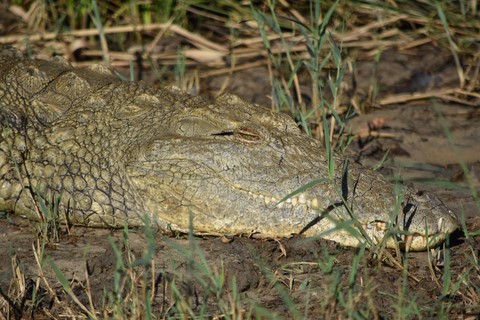 Crocodile Estuaire Saint Lucia