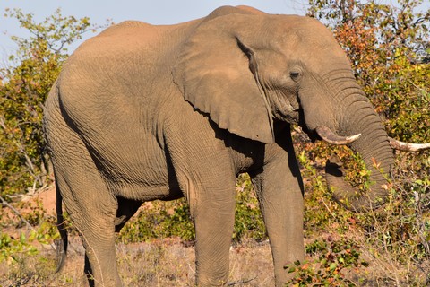 Elephant Letaba Rest Camp Parc Kruger