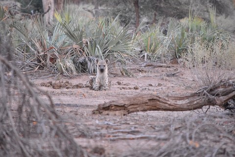 Hyene Letaba Rest Camp Parc Kruger
