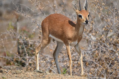 Bébé antilope Parc Kruger
