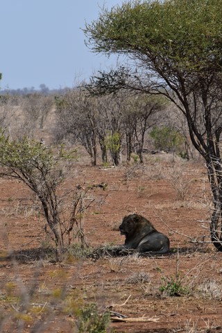 Lion Parc Kruger