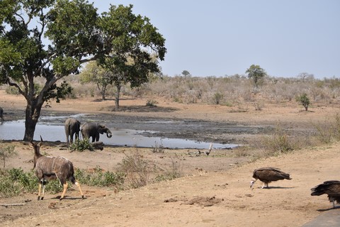 Elephants Koudou et vautours Parc Kruger