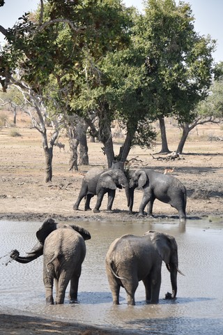 Elephants Parc Kruger