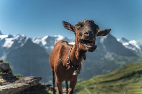 Notre copine la chèvre Bachalpsee Grindelwald First Suisse