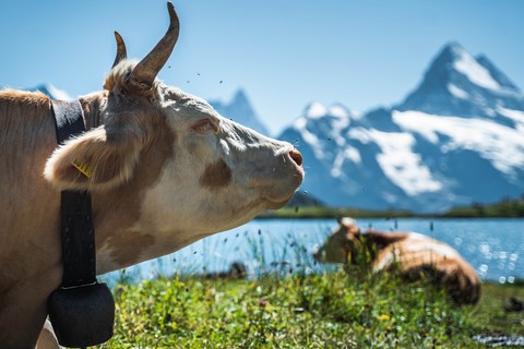 Vache Suisse Bachalpsee Grindelwald First Suisse
