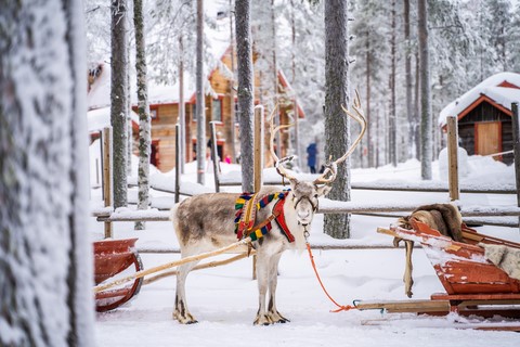 Laponie Finlandaise Rovaniemi Renne Santa Claus village