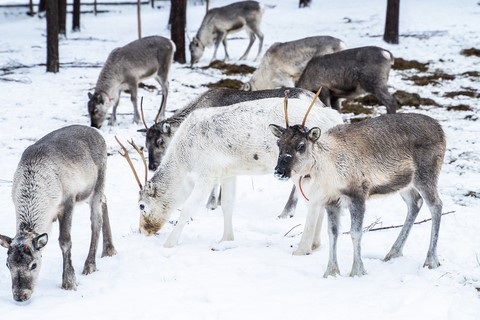 Laponie Finlandaise Rovaniemi Ferme de rennes Sieriporo safaris