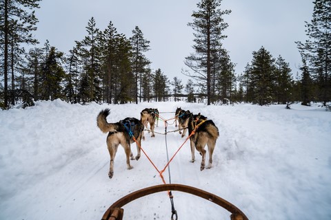 Laponie Finlandaise Levi Sirkka safari chien de traineau 1