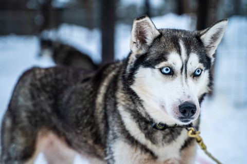 Laponie Finlandaise Levi Sirkka safari chien de traineau 2