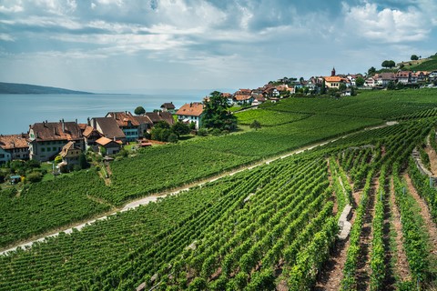Vignobles de Lavaux Chexbres Lac léman Montreux Suisse
