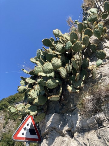 Chute de cactus Lugano Suisse