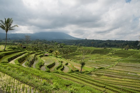 Rizières en terrasse Jatiluwih Bali Indonésie