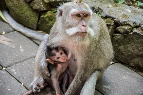 Une mère et son petit Monkey Forrest Ubud Bali Indonésie
