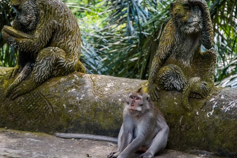 Macaque crabier Sacred Monkey Forrest Ubud Bali Indonésie