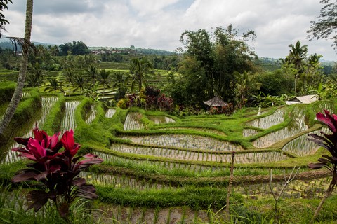Rizières en terrasse de Jatiluwih Bali Indonésie