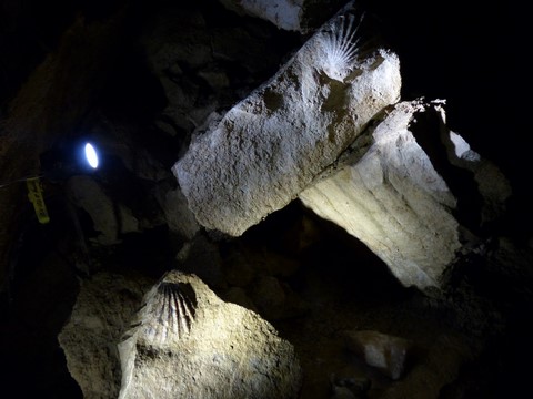 Grottes de waitomo Nouvelle-Zélande