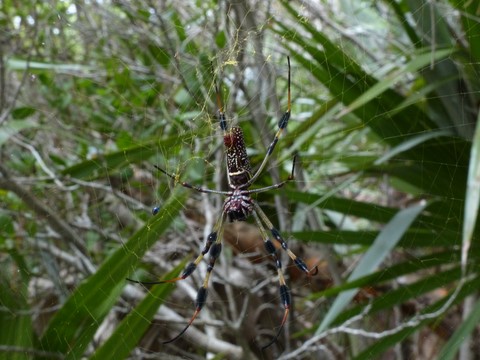 Araignée à Big Pine Key​