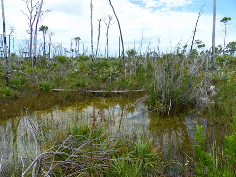 Big Pine key Watson's nature trail Floride Etats-Unis