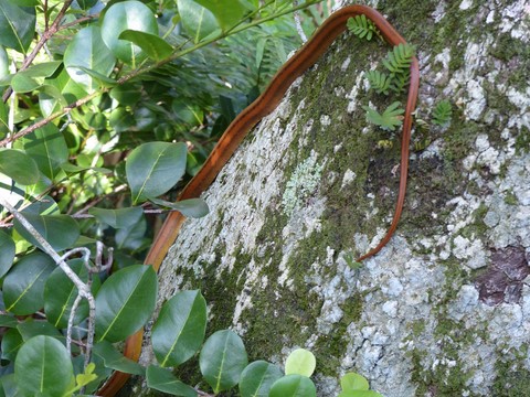 Serpent ratier dans les Everglades